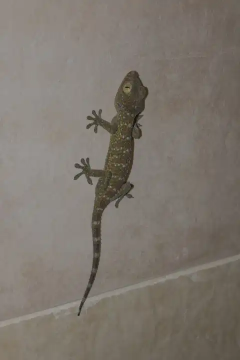 tokay gecko on ceramic tiles covered wall