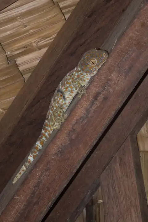 Gecko Tokeh auf Holzbalken