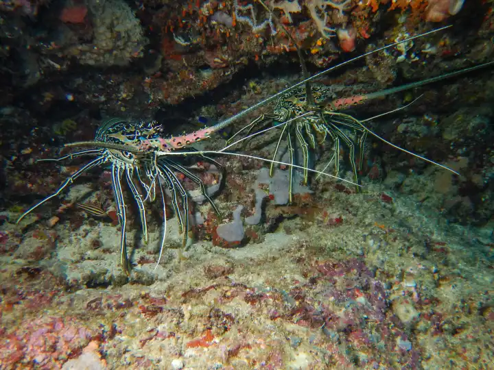 2 two lobsters underneath a coral rock overhang