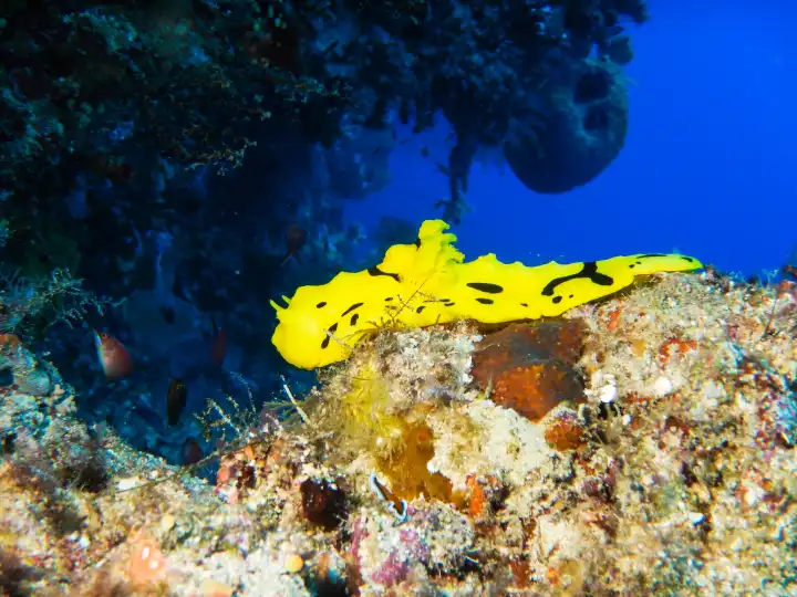 notodoris minor, gelb schwarze Nacktkiemenschnecke kriecht über Korallenriff, im Hintergrund tiefblauer Ozean