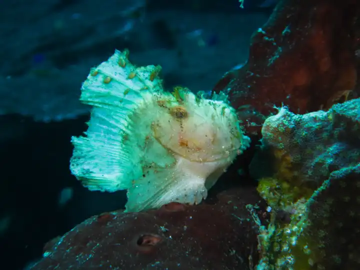 fahlweisser Schaukelfisch auf der Lauer im Korallenriff, dunkler Hintergrund
