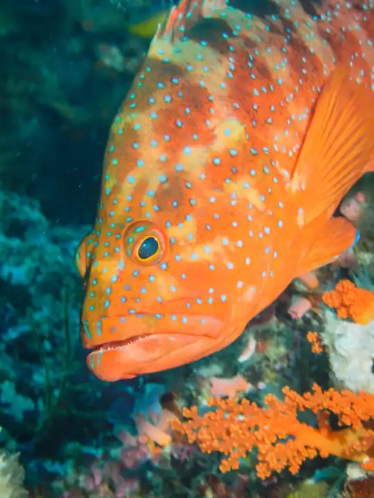 portrait of a coral grouper