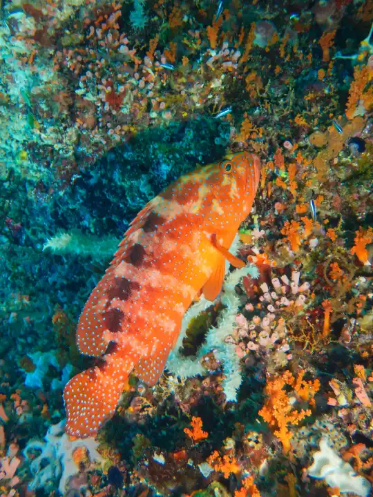 coral grouper in coral reef