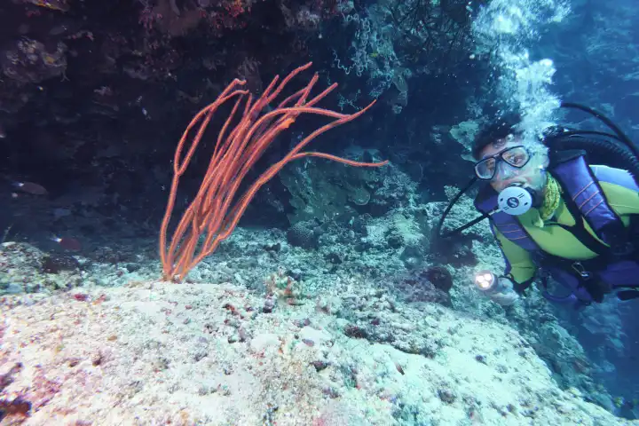 Female diver lights ands looks at red whip corals. selayar south sulawesi indonesia