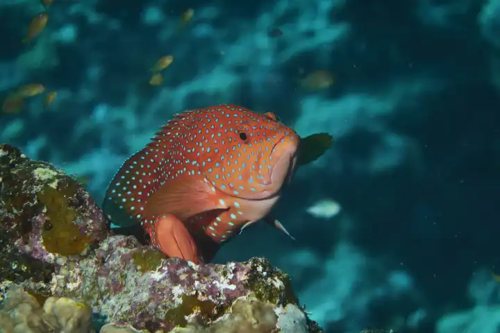 Juwelenbarsch ruht im Korallenriff