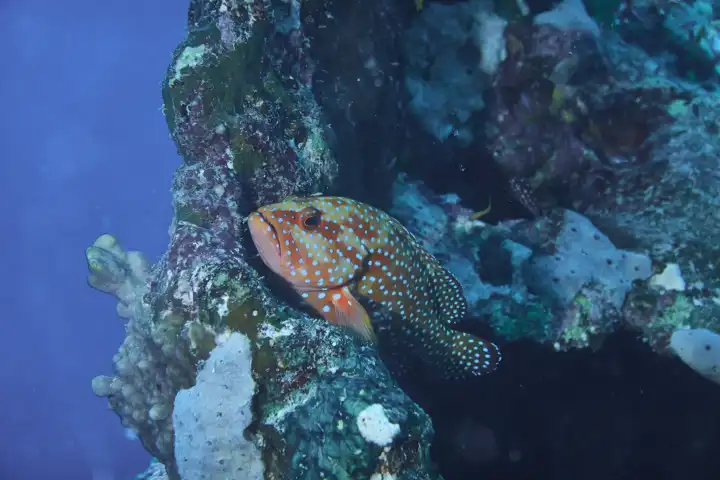 Juwelenbarsch ruht im Korallenriff
