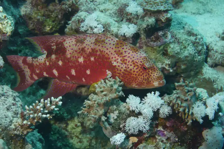 Crescent moon jewel perch resting in coral reef