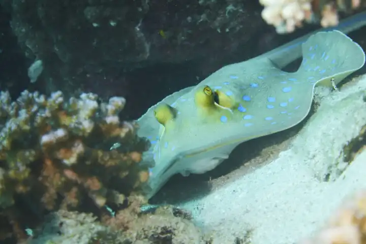 Blaupunkt Stechrochen versteckt sich im Korallenriff