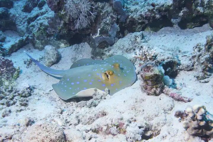 Blaupunkt Stechrochen ruht auf Sandgrund im Korallenriff