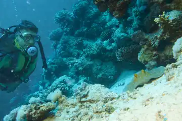 Taucherin betrachtet ruhenden Blaupunkt Stechrochen im Korallenriff