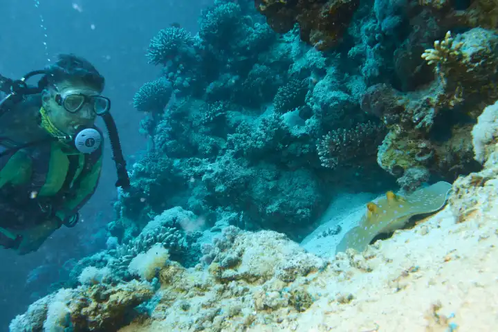 Diver looking at resting blue spotted stingray in coral reef