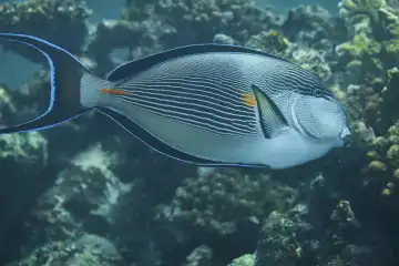Arabian surgeon fish in coral reef
