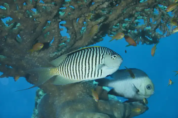 Rotmeer Lyrakaiserfisch unter Tischkoralle