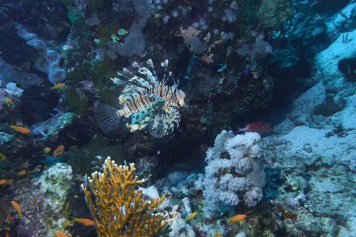 Pacific lionfish in coral reef