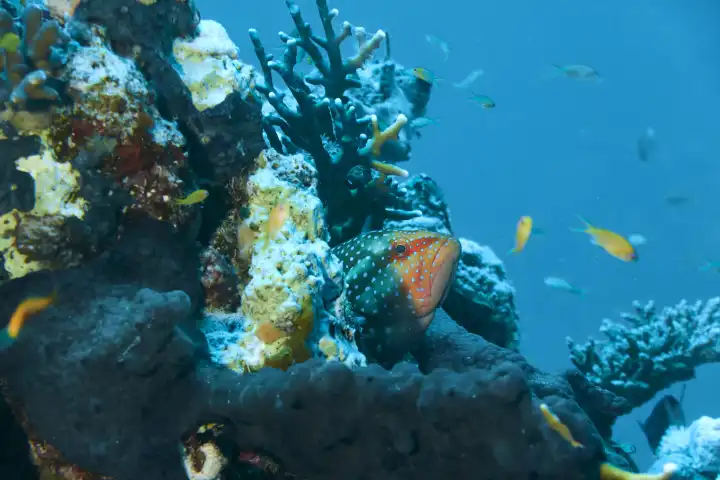 Jewel grouper looks out of its hiding place in coral reef