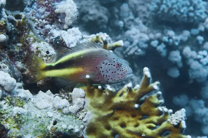 Gestreifter Korallenwächter ruht auf Feuerkoralle