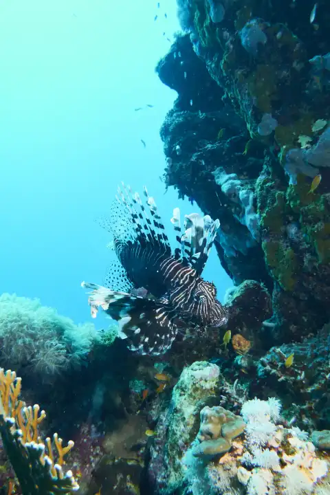 pazifischer Feuerfisch auf der Jagd im Korallenriff
