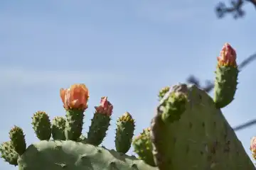 Prickly pear cactus with orange flower against blue sky. El Hierro, Canary Islands, Spain