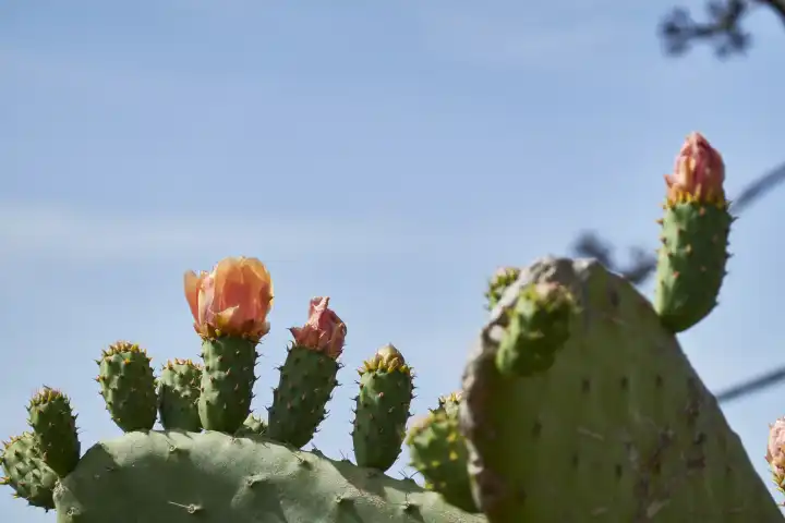 Prickly pear cactus with orange flower against blue sky. El Hierro, Canary Islands, Spain
