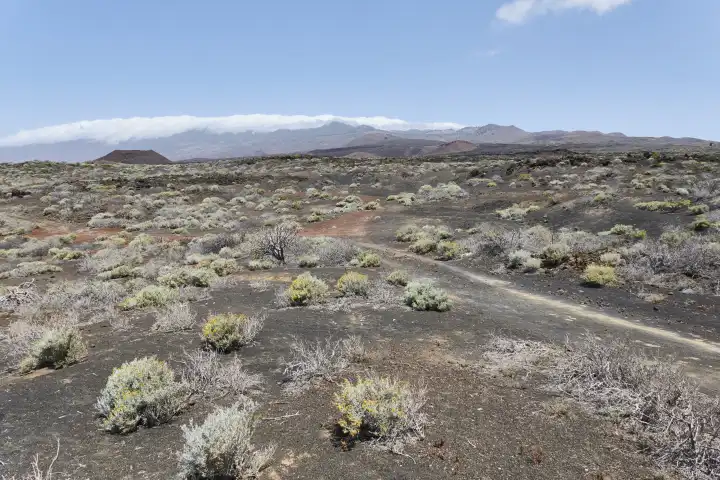 Blauer Himmel und Wolkenband über Gebirge und Vulkankegel, im Vordergrund karger, mit Pionierpflanzen bewachsener Vulkansand. El Hierro, Kanarische Inseln, Spanien