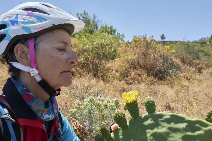 Cyclist looking at yellow prickly pear flower in the wild. El Hierro, Canary Islands, Spain.