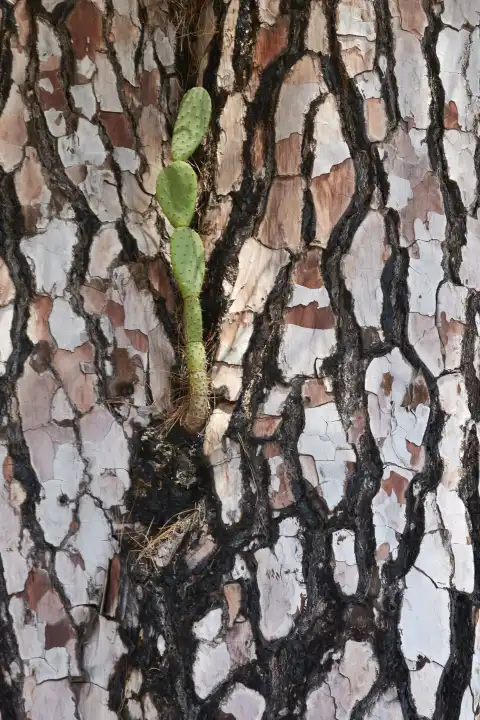 Junger grüner Feigenkaktus wächst aus einer kanarischen Kiefer. El Hierro, Kanarische Inseln, Spanien