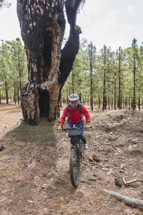 Mountain biker rides past massive charred Canary Island pine tree. El Hierro, Canary Islands, Spain