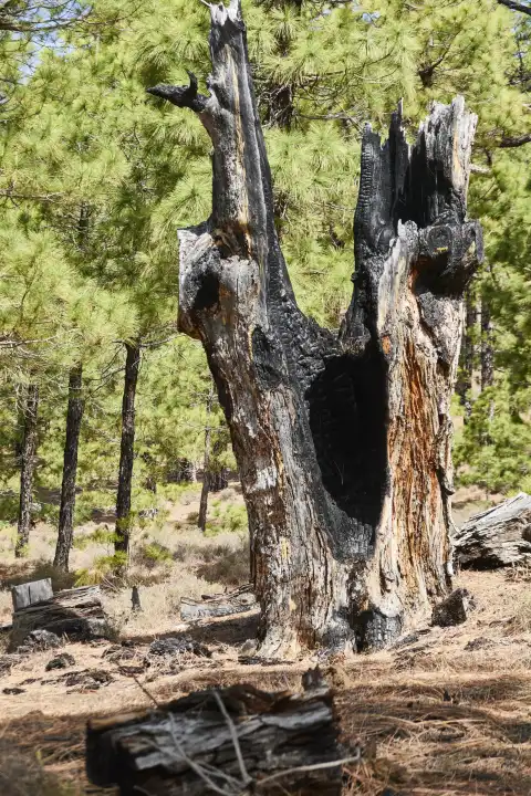 Verkohlter Baumstrunk einer kanarischen Kiefer, im Hintergrund grüner Kiefernwald. El Hierro, Kanarische Inseln, Spanien