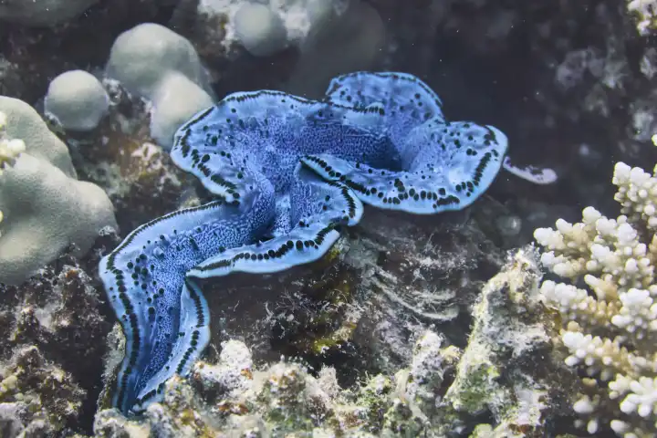 türkisblaue schuppige Riesenmuschel hat sich inmitten von Steinkorallen verankert. Rotes Meer, Hurghada, Ägypten