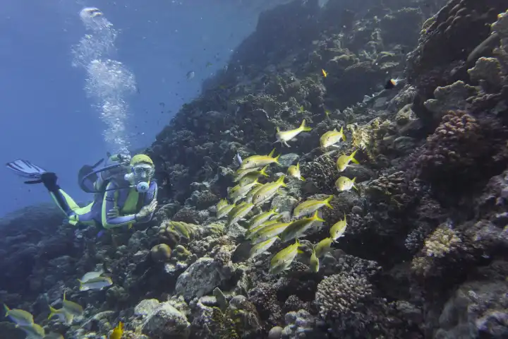 Diver with a school of yellowtail sea barbs in the coral reef. Red Sea, Hurghada, Egypt