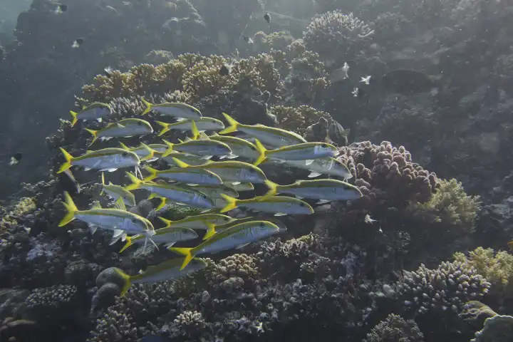 School of yellowtail sea barbs illuminated from behind by sunlight, in the coral reef. Red Sea, Hurghada, Egypt