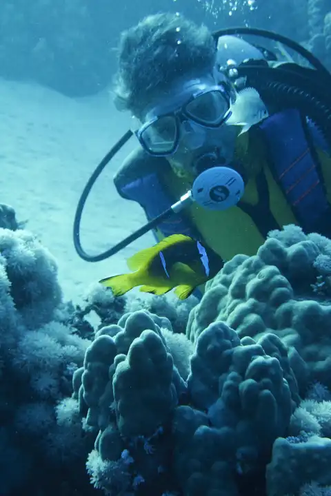 Diver observes anemone fish. Red sea, hurghada, Egypt