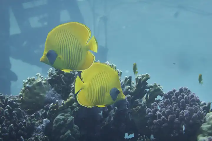 Ein gelbes Maskenfalterfisch Paar schwimmt durchs Korallenriff. Rotes Meer, Hurghada, Ägypten