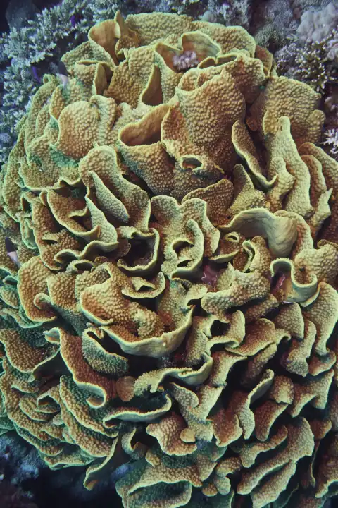 Close-up of a salad coral in the Red Sea, Hurghada, Egypt