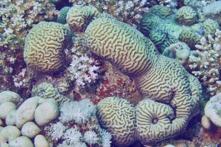 Still life of various stone corals in the Red Sea, Hurghada, Egypt