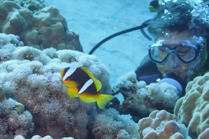 Diver observes anemone fish. Red sea, hurghada, Egypt