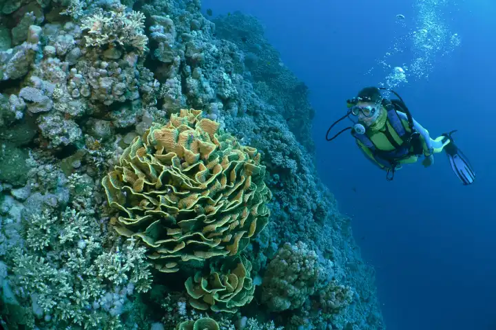 taucherin betrachtet gelbgrüne Salatkoralle an steil abfallendem Korallenriff. Rotes meer, hurghada, Ägypten