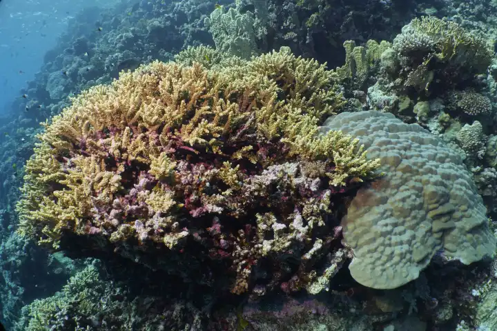 Underwater landscape with stone corals, red sea, hurghada, Egypt