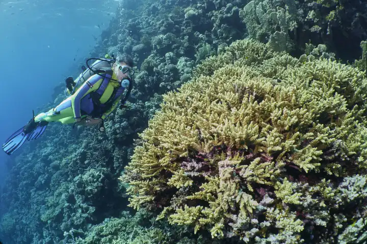 Taucherin betrachtet Hirschhornkorallenstock an steil abfallendem Korallenriff. rotes Meer, hurghada, Ägypten