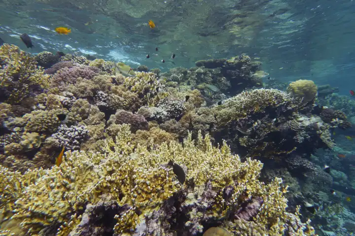 dicht bewachsenes, lichtdurchflutetes Korallenriff knapp unter der Wasseroberfläche mit kleinen Rifffischen. Rotes Meer, Hurghada, Ägypten