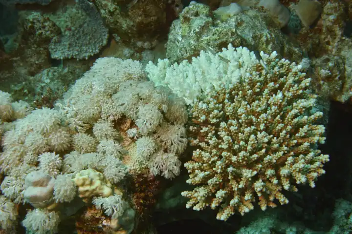 Weisse durch korallenbleiche teilweise  geschädigte Hirschhornkoralle im Korallenriff. Rotes Meer, Hurghada, Ägypten