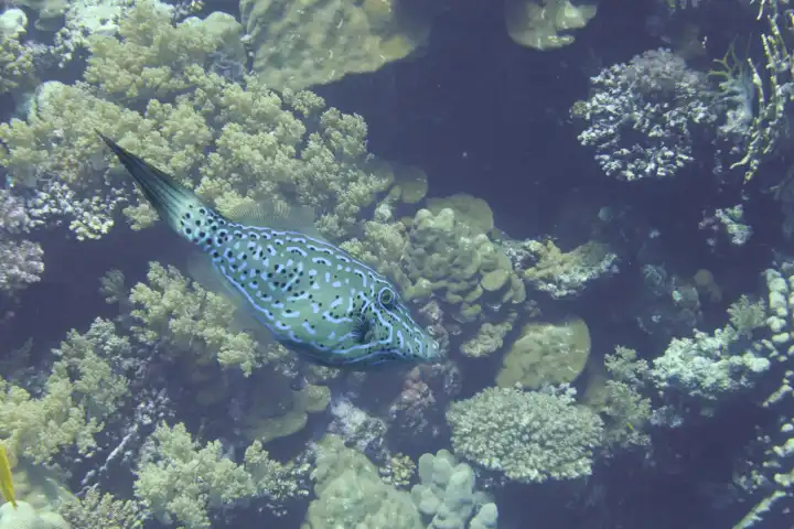 Ein Schriftfeilenfisch schwimmt durch das Korallenriff. Rotes Meer, Hurghada, Ägypten