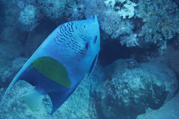 Arabic imperial fish on the coral reef. Red Sea, Hurghada, Egypt