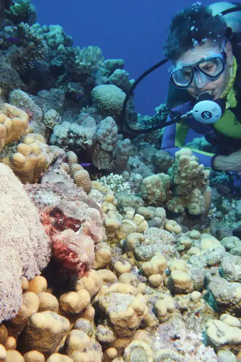 taucherin beobachtet gut getarnten Drachenkopf im Korallenriff. Rotes Meer, Hurghada, Ägypten