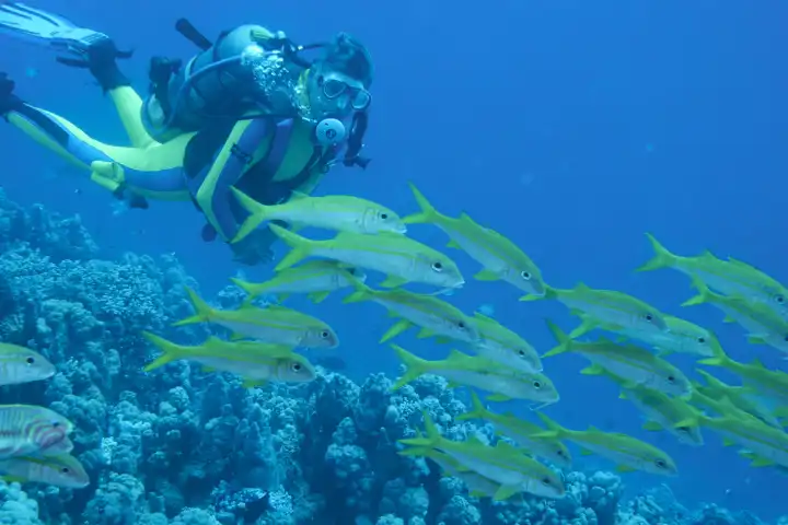 Diver with a school of yellowtail sea barbs against the blue water. Red Sea, Hurghada, Egypt