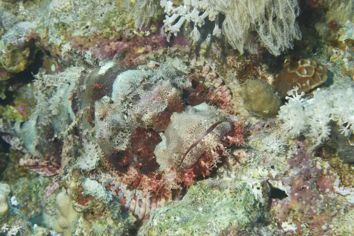 Dragon head, well camouflaged lurking in the coral reef.
Red Sea, Hurghada, Egypt