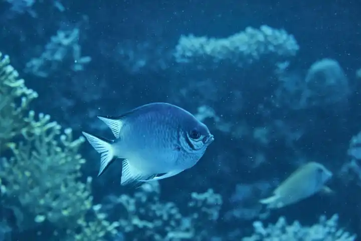 White-bellied reef perch swims in the coral reef. Red Sea, Hurghada, Egypt