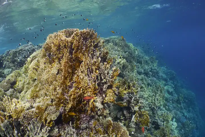 Large fire coral stick near the water surface with small reef fish. Red Sea, Hurghada, Egypt