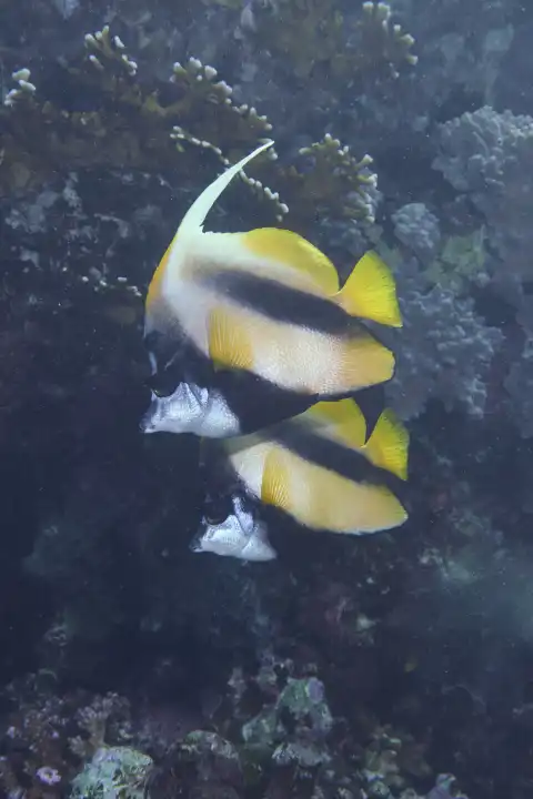 Rotmeer Wimpelfisch Paar, leicht versetzt, im Korallenriff. Rotes Meer, Hurghada, Ägypten