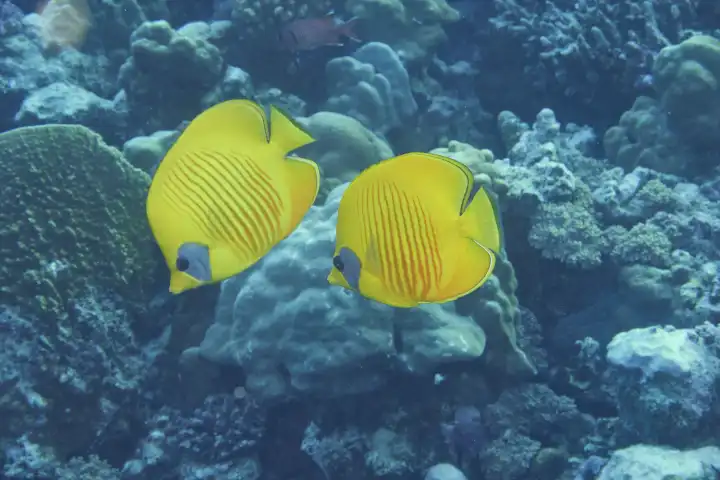 Ein gelbes Masken-Falterfisch Paar schwimmt durchs Korallenriff. Rotes Meer, Hurghada, Ägypten